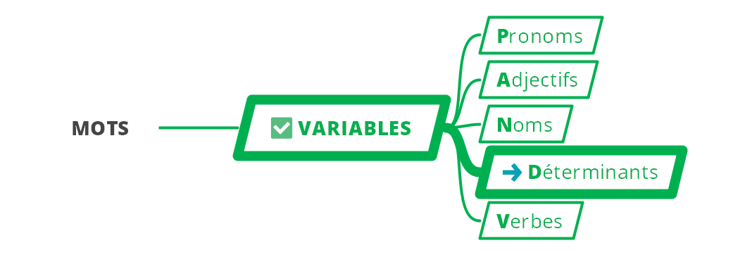 Les déterminants - (c)cours2français.net