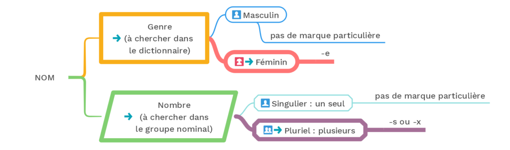 Le féminin et le pluriel des noms- © cours2français.net