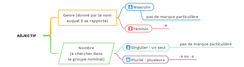 Accord des adjectifs - © cours2français.net