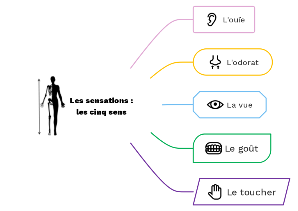 Les sensations : les cinq sens - © cours2français.net