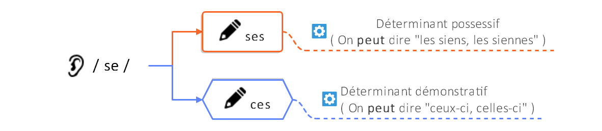 ses ou ces - distinguer les homophones | (c) cours2français.net